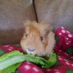 ★쥐?돼지?뭐다?기니판!★우리집 <b>쭈쭈</b>와 애기