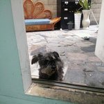 유기견 사월이 이야기.