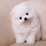 ☆★사진有) 귀염둥이포메 솜탱이의 변천사☆★