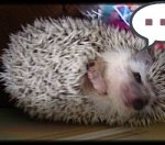 저희집 고슴도치 <b>도도</b>를 소개합니다~