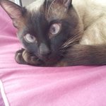 고양이 고 기만두