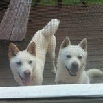 [4편]사람인지 개인지 헷갈리는 똥꼬발랄우리집멍멍2들을 소개합니당:-)