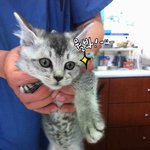 꼬마 냥이 후추군의 핸들링시작 일지