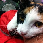 사진有)  ★☆매력 넘치는 <b>하품</b>냥이 사랑이를 소개합니다☆★