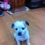 우리 믹스견이긴 하지만..궁이를 키워주실분을 찾습니다...ㅠ