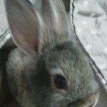 토끼 두마리 무료<b>분양</b>합니다. 한마리씩 <b>분양</b> 가능해요ㅠㅠ