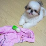 시+페 [사진有]  몽실몽실~ 몽실이를 소개합니다^0^