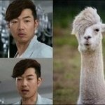 연예인 &amp; 비(非)인간 닮은꼴