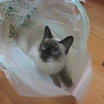 수원 <b>매탄동</b>에서 샴고양이 를 보신분 연락주세요