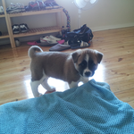 대형견 - 아메리칸 아키타 키워보기