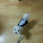 [반전주의] 4랑하는친9<b>야생</b>1축하해잉뿌