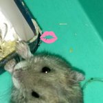 ★우리집<b>스터</b>를소개합니다2번째★