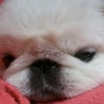사진,동영상많아有/페키니즈) 12년연애한 동안 할아버지♥♥♥