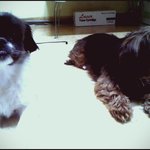 >[일산]강아지를 잃어버렸어요.슝가랑 <b>라온</b>이에요.도와주세요...