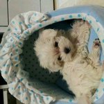 호랑이머리라고 지어준 이름 호두ㅋㅋㅋㅋ<b>일생</b>