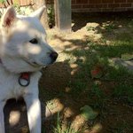 [5편]사람인지 개인지 헷갈리는 똥꼬발랄우리집멍멍2들을 소개합니당:-)