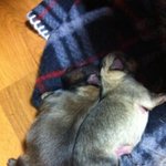 (포메)우리 <b>몽실이</b>가 임신을 했어요! 8탄