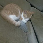 21012년첫눈오는날델꾸온첫눈냥:)