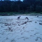 <b>야생</b>캥거루와 데이트 (스압 주의 )