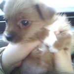 우리집 강아지는 <b>혈기</b>왕성&amp;이팔청춘 9살할머니♥