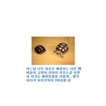 <b>예성</b>이 키우던 육지거북이 너무 커져서 아쿠아리움으로 간거 알지?