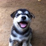 <리얼귀욤>네눈박이 진돗개 5남매 이야기~7탄!!!!