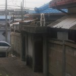 ★★★이거 개를 이렇게키워도 되는지 모르겠네★★★