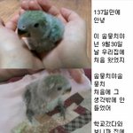 <b>모란</b>앵무 성장 과정