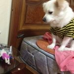 완전 이쁨쟁이 <b>달님</b>이소개!