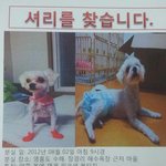 울 강아지 셔리를 애타게 찾습니다.