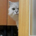 ★페르시안 일가 2탄(사진무단투기, 동영상소량투기)