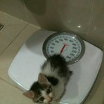 유기묘 개냥이 <b>파이</b>(phi)