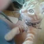 ★3개월된 밴쿠버 아기고양이를 소개합니다★