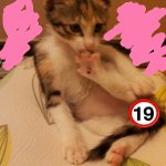 ★★유기묘가 <b>미묘</b>로♥ 우리 쫑이를 소개해요^^ ★★