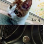 (입양홍보) 죽다살아난 애교쟁이 초 <b>미묘</b> 러블리보이 jerry 입니다