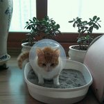 2번쨰이야기-2012년첫눈오는날델꾸온첫눈냥:)