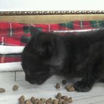 고양이 키우시거나 좋아하시는 분들 한번만 봐주세요 !