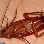 사진有) <b>b</b>야 보고있냐?