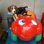 우리집28키로비글을소개함돠~!!