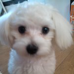 우리집 식탐쩌는 강아지 <b>체리</b>, 대참사를 맞다! !