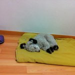 잃어버렸던 강아지 찾았습니다...염려해 주신 분들 감사드려요^^