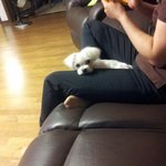 [귀염주의보]막.행.소-막내행복이를소개합니다.@@2탄@@