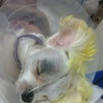 1.2kg 우리 작은 미소 <b>퇴원</b> 할 수 있게 응원해 주세요