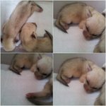 태어난지 13일된 사막<b>여우</b><b>새끼</b>들을 소개합니다