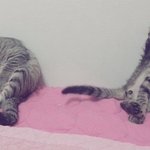 우리냥이 초코 <b>모카</b>. 3번째