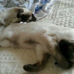 ★솔방울 샴고양이★스압주의!!!