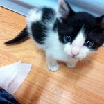 (코숏) 3개월 된 애기냥이 개냥이 <b>꼬물</b>이 >_<