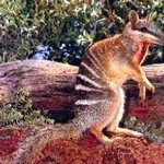 신비하고 희귀한 <b>동물</b>들