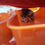 우리 햄찌<b>알맹이</b>도 반응좋으면 톡쓸게여~