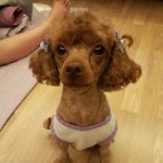 ★<b>청주</b> 복대동 강아지를 찾습니다★